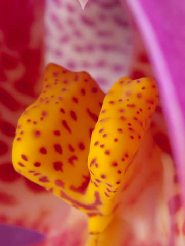 Purple orchid