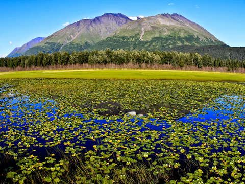 Alaska lilypads