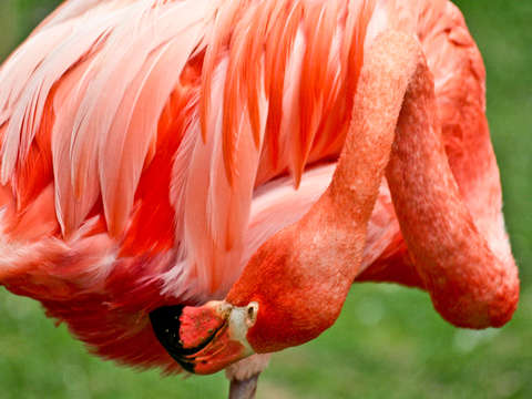 Flamingo 3