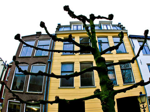 Green tree in utrecht