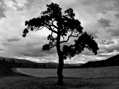 Tree silhouette at twin lakes