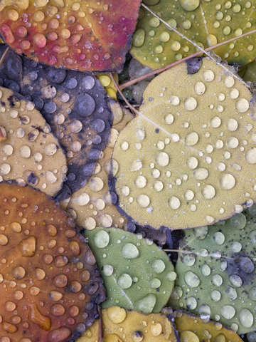 Aspen Rain