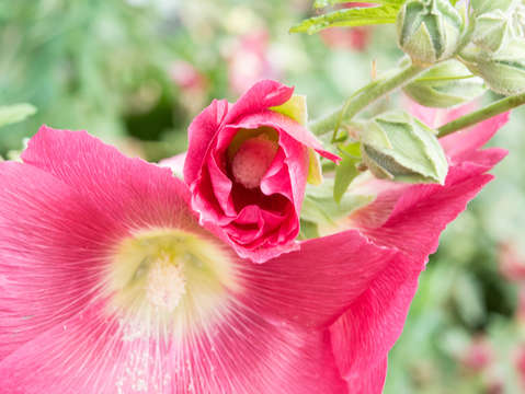 Harbor springs blossoms 01