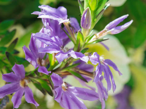 Harbor springs blossoms 03