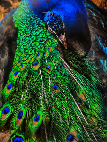 Peacock perfection