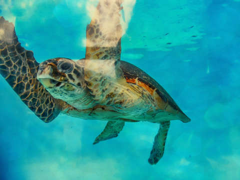 Turtle Hello