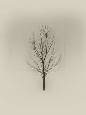 One Tree