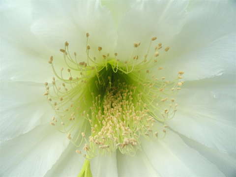 Indian rocks night blooming cereus
