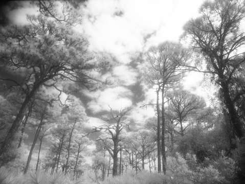 Toward the sky