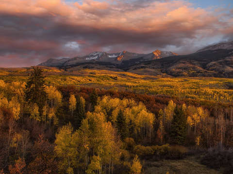 Golden glow 2