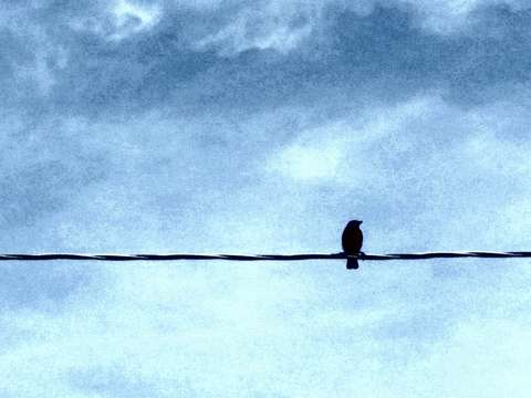 Bird 3