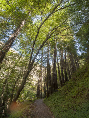 Coastal redwoods in big sur