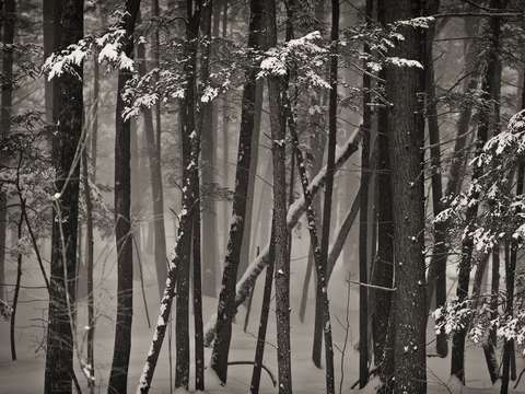 Trees in Storm