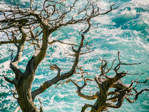 Tree and surf
