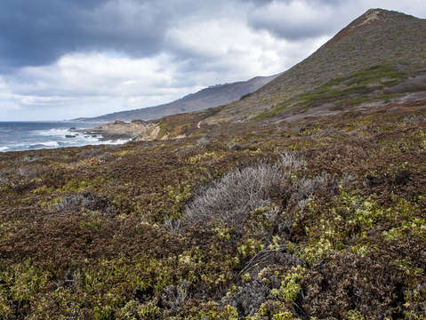 Whale peak garrapata state beach