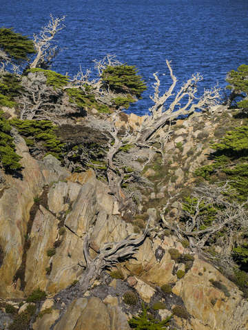 Cliffs and trees point lobos