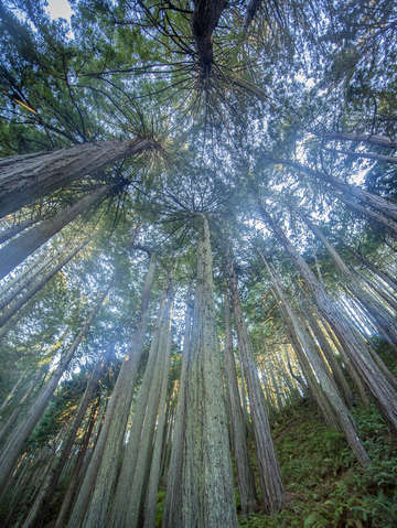 Coastal redwood grove