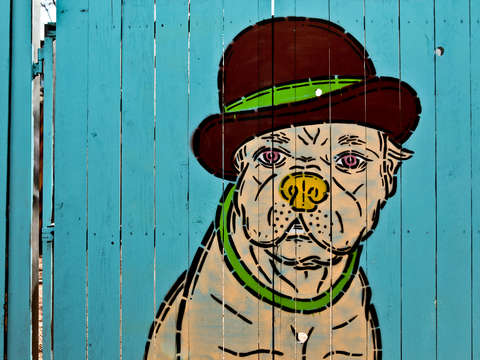 Dog with hat