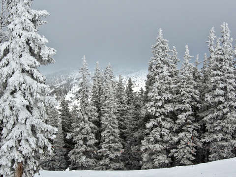 Fresh snow at monarch