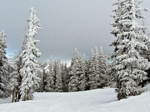 Fresh snow on trees at monarch