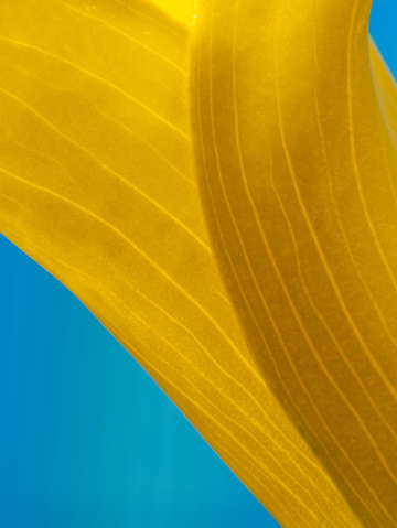 Calla lily on blue