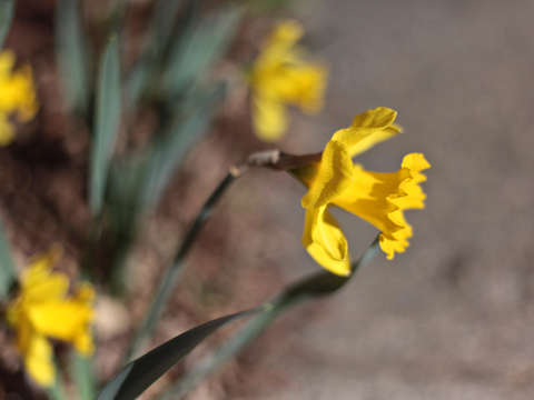 Yellow flowers 2 2