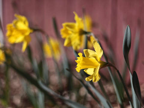 Yellow flowers 3
