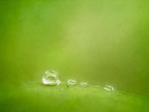 Raindrops on green
