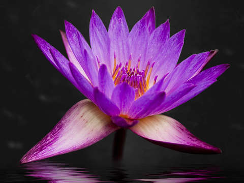 Lotus flower 3