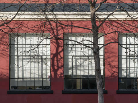 Trees on red
