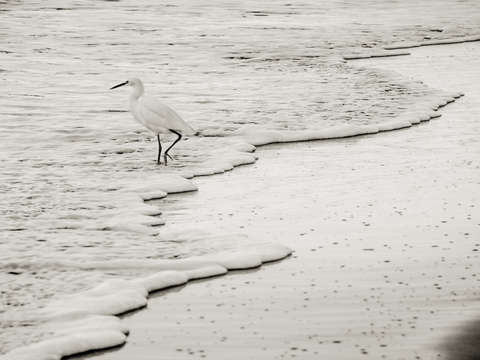 Snowy egret
