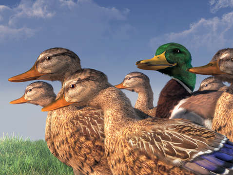 The lucky mallard