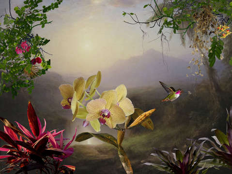 Orchid 5