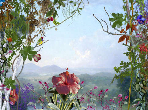 Hibiscus 3