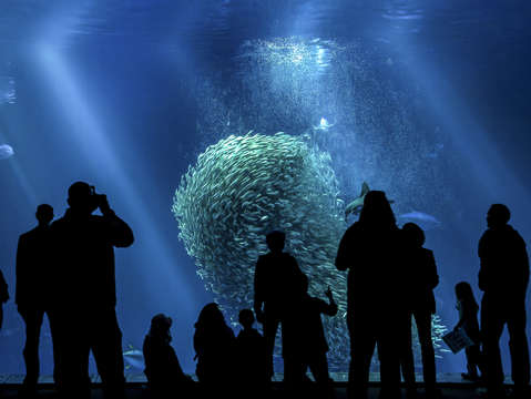 Open ocean tank monterey