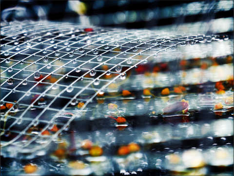 Blossomsraindrops