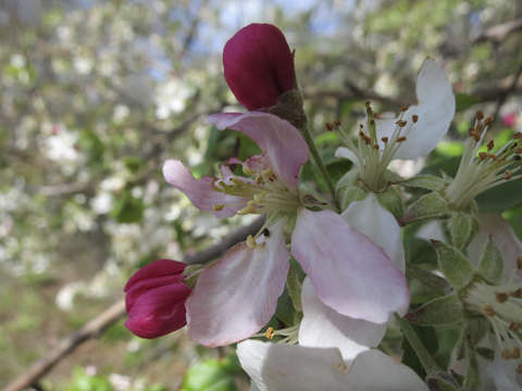 Blooming