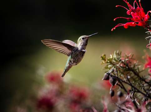 Hummingbird in flight 2