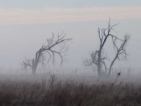 Skeleton trees