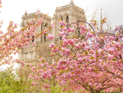 Notre dame cathedral with cherry blossoms