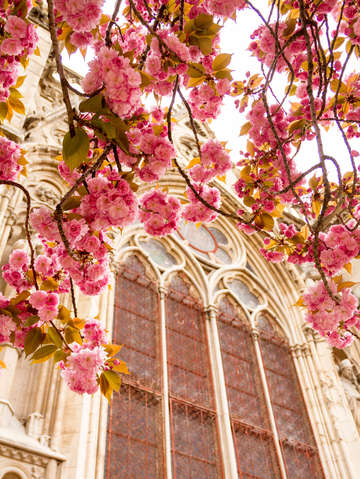 Cherry Blossoms Framing Notre Dame's Window