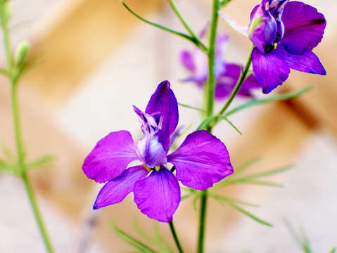 Purple rain
