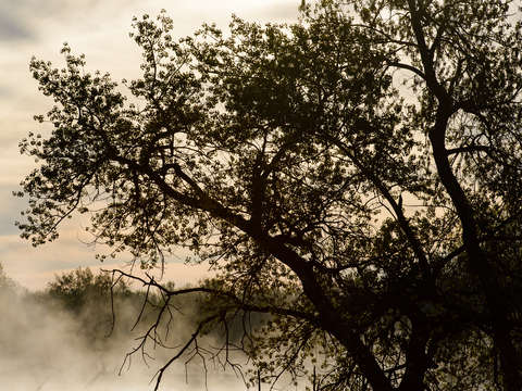 Lake ladore tree