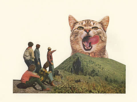 Wild america