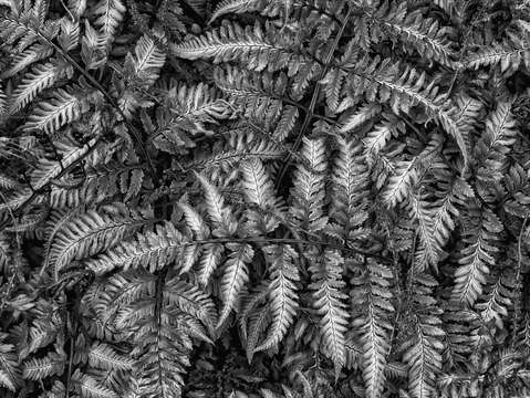 Ferns