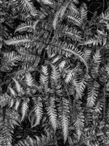 Fern 2