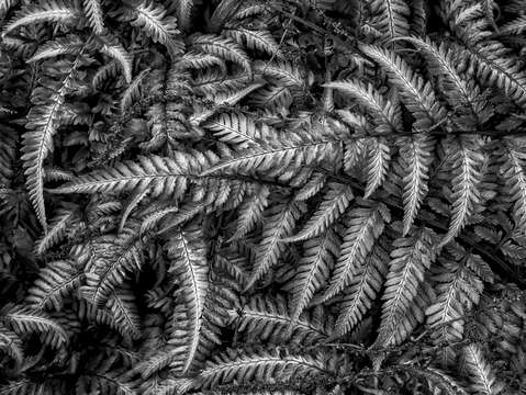 Ferns 3