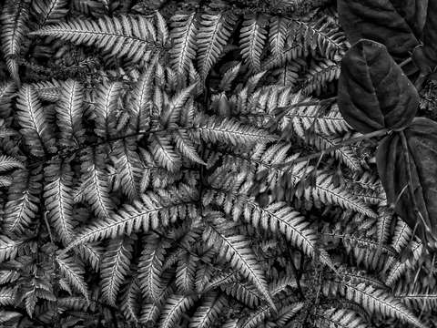 Ferns 4