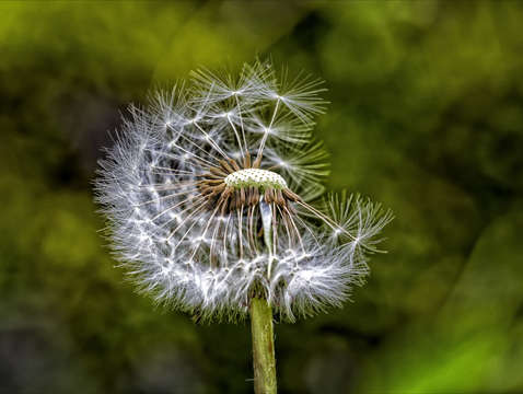 Dandelion 2
