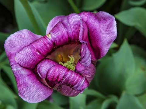 Dying tulip